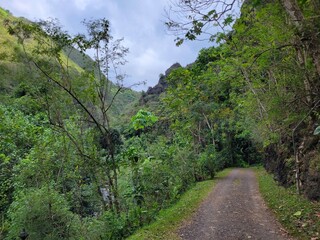 Beautiful tropical wilderness area in Tahiti, French Polynesia