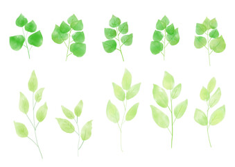 水彩で描かれた植物のパーツ　手書きイラスト　ハーブ　野草　明るい緑色