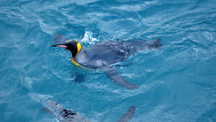 Obraz premium King penguin (Aptenodytes patagonicus) swimming off the coast of Antarctica