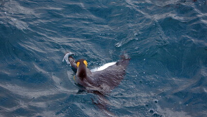 King penguin (Aptenodytes patagonicus) swimming off the coast of Antarctica