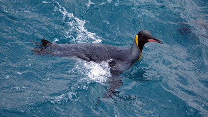 King penguin (Aptenodytes patagonicus) swimming off the coast of Antarctica