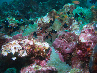 Threespot dascyllus and Sea anemone in IOP Izu, Japan