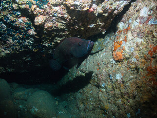 Bluespotted hind at Cave in Hunting mood