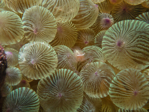Ornate shrimp and Sea anemone in IOP Izu, Japan