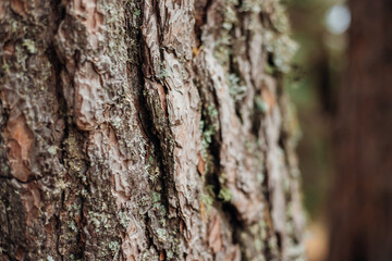 The texture of the tree bark. A tree in a forest or park in close-up. Relief texture and...