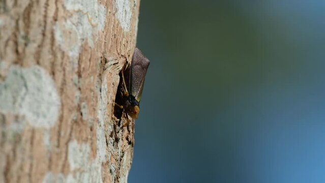 Seen from its side basking under the afternoon sun deep in the forest, Planthopper, Fulgoromorpha, Thailand