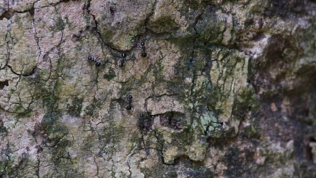 Camera zooms out as these ants go up and down and stops in the middle of the bark of the tree to greet each other, Black Ants on the Bark, Thailand