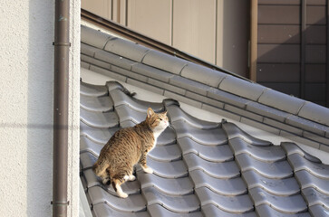 屋根の上で上を見る猫