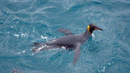 Obraz premium King penguin (Aptenodytes patagonicus) swimming off the coast of Antarctica