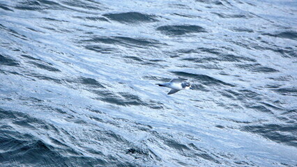 Antarctic prion (Pachyptila desolata) in flight off the coast of Antarctica