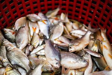 Fresh Fish In Red Basket
