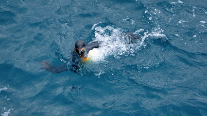 King penguin (Aptenodytes patagonicus) swimming off the coast of Antarctica