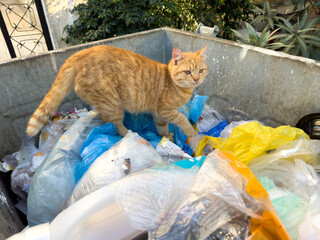 A dirty yellow hungry stray cat walking on top of a trash bin, front view