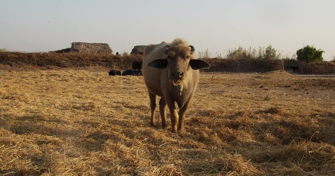 Slow motion footage of a murrah buffalo standing on hay chewing food at the farm on a sunny day