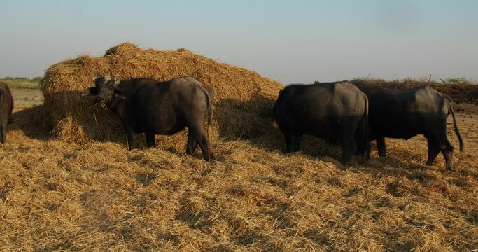 Slow motion footage of the murrah buffaloes feeding on hay at the farm on a sunny day