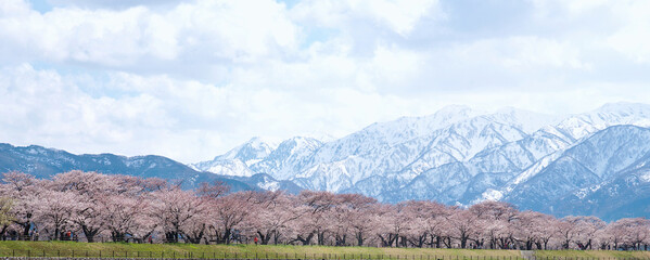 Scenic view of Tulip and Sakura with Kita alps mountain background in Asahi city , Toyama Prefecture Japan. - obrazy, fototapety, plakaty