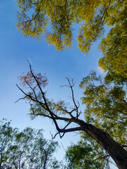 Autumn foliage under blue sky, trees in forest, no people. Tranquil Autumn Forest, a Natural Beauty of Blue Skies and Foliage Growth. Perfect for natural background or wallpaper.