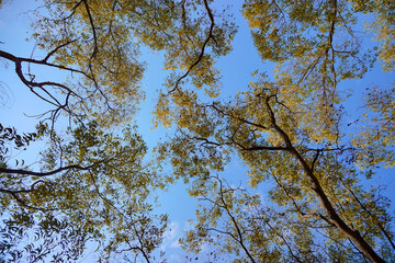 Autumn foliage under blue sky, trees in forest, no people. Tranquil Autumn Forest, a Natural Beauty of Blue Skies and Foliage Growth. Perfect for natural background or wallpaper.