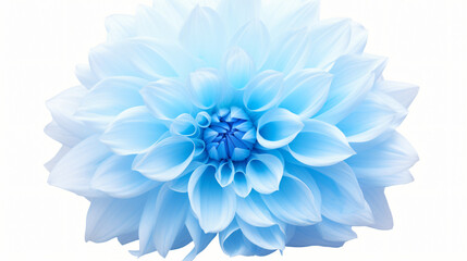 Light blue flower