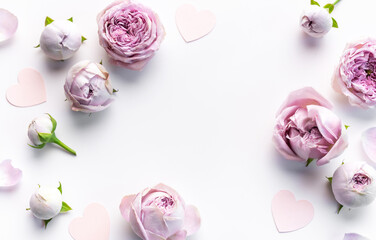 Pink rose flowers on white background