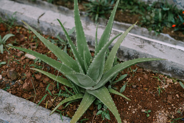 aloe vera plants that are deliberately planted in the yard of the house.