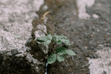 Plant Leaf Nutrient Soil Spring Photography Map With Map Background