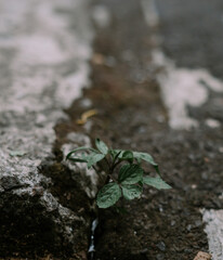 Plant Leaf Nutrient Soil Spring Photography Map With Map Background