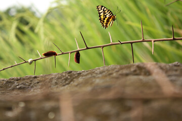 Metamorphosis or life cycle of Butterfly - obrazy, fototapety, plakaty