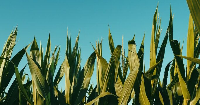 Row of corn with tassels in fall on a clear evening 