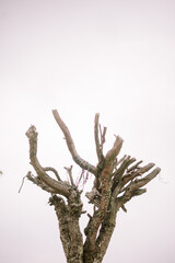 former pieces of tree trunks with a mountain and mist background