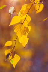 Autumn background-yellow birch leaves in the city Park
