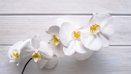Plakat A branch of white orchids on a white wooden background 