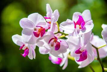 Branch of a white orchid on a green natural background
