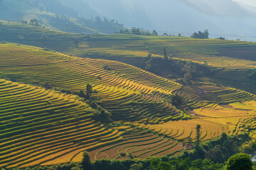 Fototapeta premium Rice Terraced field in harvesting season in Vietnam