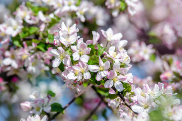 appletree blossom branch in the garden in spring