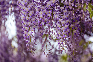 Blooming Wisteria Sinensis with classic purple flowers in full bloom in drooping racemes against the sky. Garden with wisteria in spring.