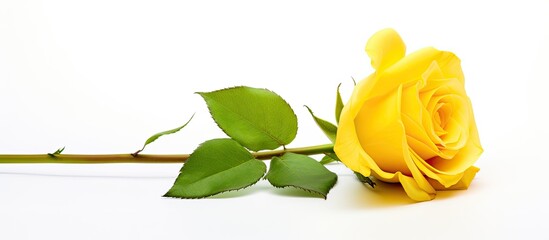Solitary new sunflower blossom stands alone against a background of pure white