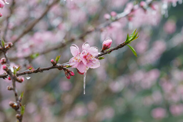 Blossoming flowers in Ha Giang province in spring season. Ha Giang is a northernmost province in Vietnam