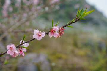 Blossoming flowers in Ha Giang province in spring season. Ha Giang is a northernmost province in Vietnam
