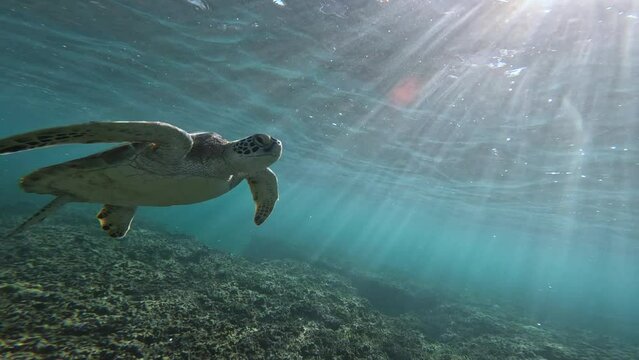 宮古島のカメ