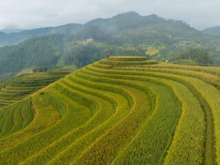 Fototapeta na wymiar Rice Terraced field in harvesting season in Yen Bai, Vietnam