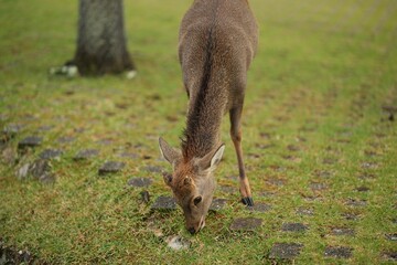 Deer on green lawn in a park