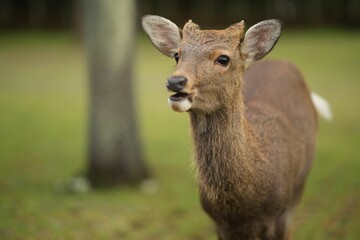 Deer on green lawn in a park