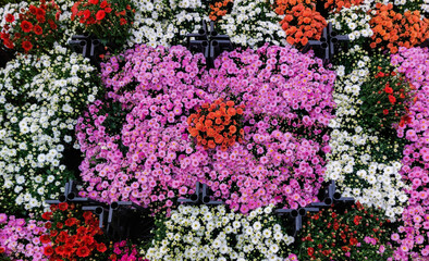 A beautiful garden flower. Background