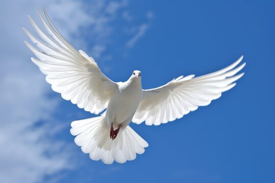 white dove flying against a blue sky