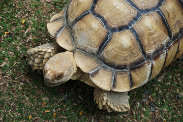 Portrait of a giant tortoise