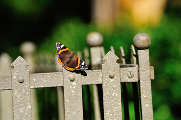 Red Admiral (Vanessa atalanta) butterfly sitting on a fence © Zsuzsanna Bird