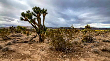 The endemic Joshua tree of the Mojave Desert, in the state of Arizona in the United States of America.
