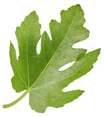 Fig leaf isolated clipping path