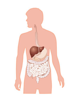 Abdomen Anatomy,  Abdomen Internal Organs  Muscles  Cavities Britannica, Abdomen illustration